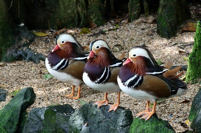 Ducks In a Row?